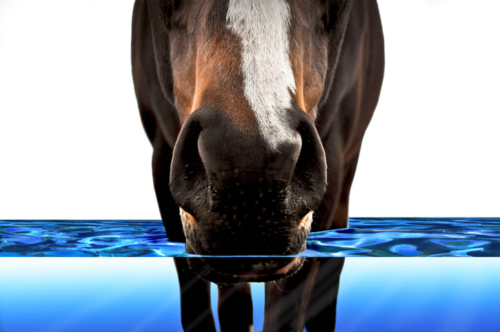 You’ve got the horse, you’ve got the water…
