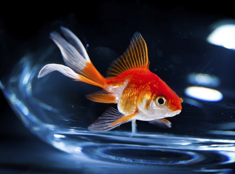 Thought leadership in a world of goldfish brains